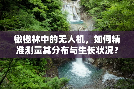 橄榄林中的无人机，如何精准测量其分布与生长状况？